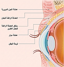 مقطع عرضي تشريحي للجفن لجراحة تجميل العيون للرجال يوضح مواقع العضلة الدويرية العينية، العضلة الرافعة للجفن، سفاق رافعة الجفن العلوي، عضلة مولر، والغضروف الطرسي