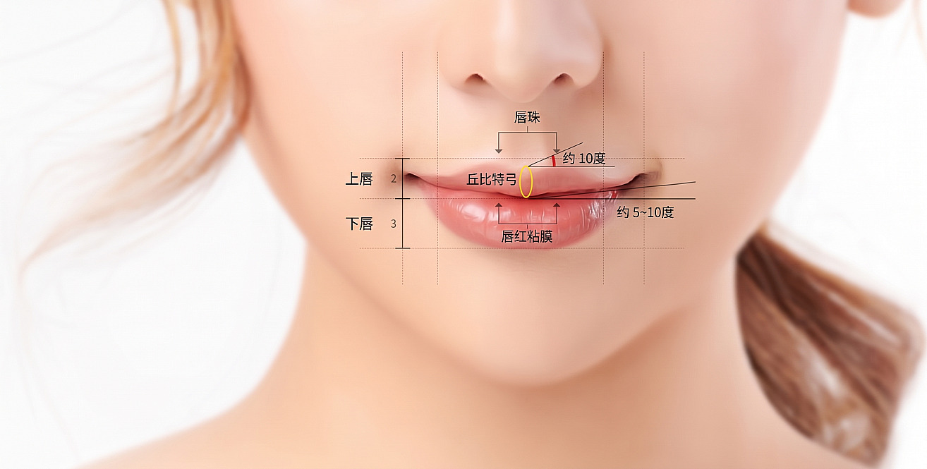 女性下半脸特写中，标有上唇与下唇2比3比例、唇峰、丘比特弓及唇黏膜角度的唇部整形理想比例示意图