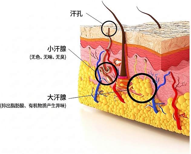 用于说明腋臭成因的皮肤立体剖面图，标有汗孔、外分泌小汗腺和顶泌大汗腺的位置与特征