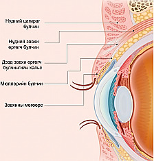 Эрэгтэй нүдний мэс засалд зориулсан зовхины бүтцийн зурагт нүдний тойрог булчин, дээд зовхи өргөгч булчин, түүний хальс, Мюллерийн булчин, зовхины мөгөөрсөн ялтсын байршлыг харуулсан хөндлөн огтлол
