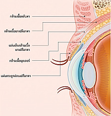 ภาพหน้าตัดกายวิภาคเปลือกตาสำหรับศัลยกรรมตาผู้ชาย แสดงตำแหน่งกล้ามเนื้อหลับตา กล้ามเนื้อยกเปลือกตา ผังผืดกล้ามเนื้อยกเปลือกตาบน กล้ามเนื้อมึลเลอร์ และแผ่นพังผืดเปลือกตา