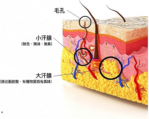 為說明狐臭成因，標示汗孔、小汗腺與頂漿腺位置及特徵的皮膚斷面立體示意圖