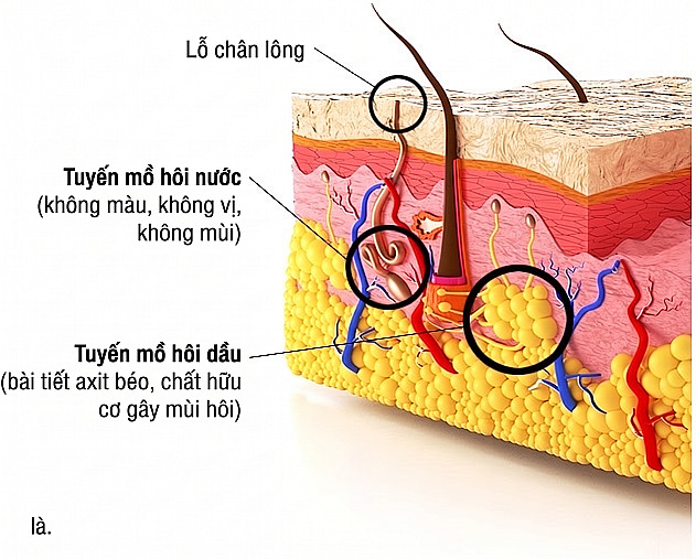 Sơ đồ 3D mặt cắt da hiển thị vị trí và đặc điểm của lỗ chân lông, tuyến mồ hôi eccrine và apocrine nhằm giải thích nguyên nhân chứng hôi nách