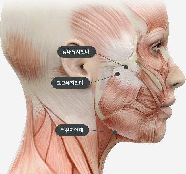 SMAS안면거상과 관련된 얼굴 측면 근육과 광대유지인대, 교근유지인대, 턱유지인대 위치를 나타낸 해부도