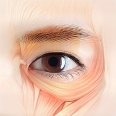 남자 눈성형 수술 계획을 위해 눈꺼풀과 눈 주변 근육 및 해부학적 구조를 시각화한 일러스트